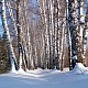 Сквозь тишину берёзовой аллеи. Фото: Е.В.Софронов